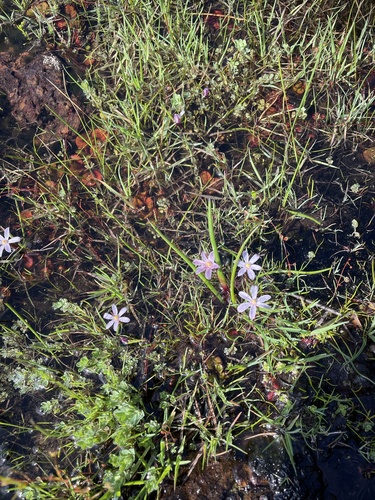 Image of Tribonanthes violacea by (c) Khands, some rights reserved (CC BY)