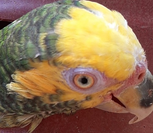 Yellow-faced Parrot