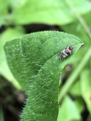 Scythris trivinctella