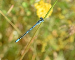 Coenagrion scitulum