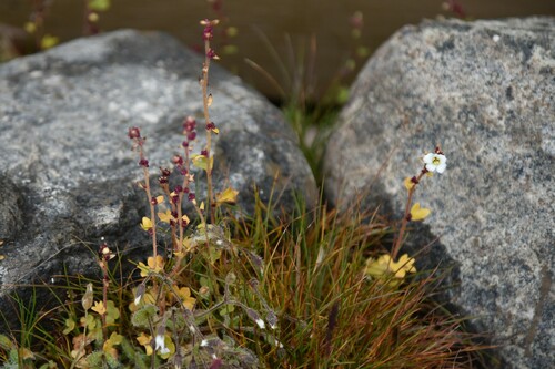 Nodding Saxifrage
