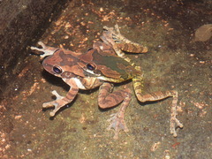 Mexican Smilisca photo 5