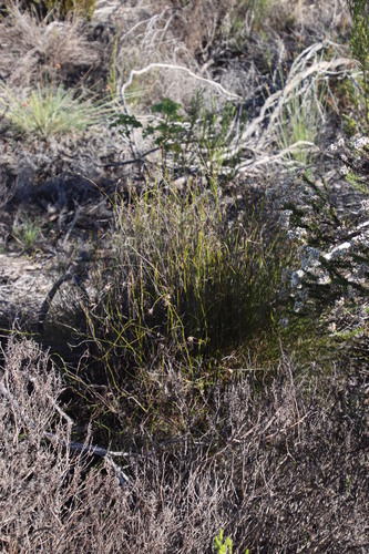 Image of Tetraria crinifolia by (c) Tony Rebelo, some rights reserved (CC BY-SA)