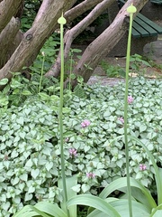 Allium giganteum