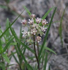 Asclepias michauxii