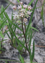 Asclepias michauxii