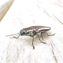 Iridotaenia albivittis
