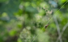 Nemophora degeerella