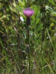 Cirsium lecontei