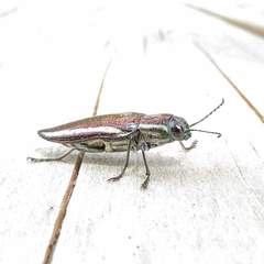 Iridotaenia albivittis