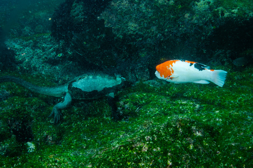 Photo of Galapagos Red Wrasse (Bodianus eclancheri)
