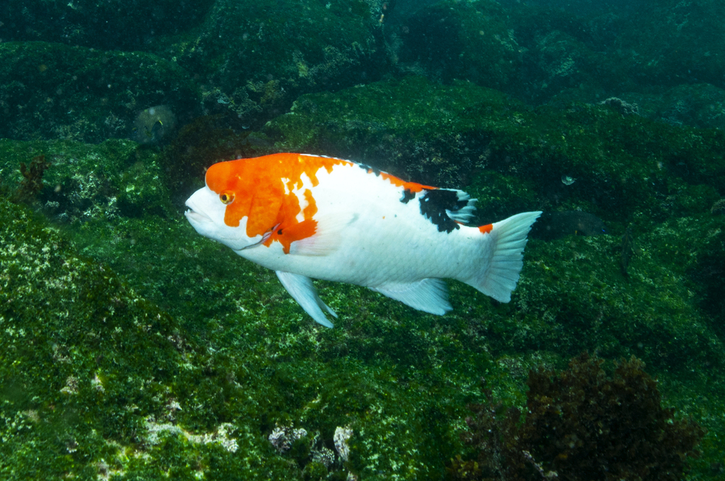 Photo of Galapagos Red Wrasse (Bodianus eclancheri)