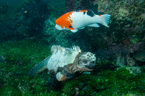 Photo of Galapagos Red Wrasse (Bodianus eclancheri)