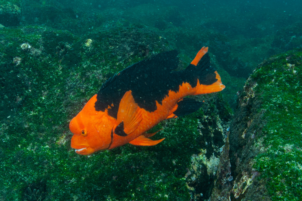 Brown Hogfish