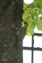 Picus viridis