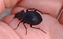 Calosoma luxatum