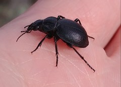 Calosoma luxatum