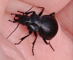 Calosoma luxatum