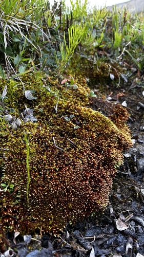 Orthothecium chryseon observed 2024-08-19