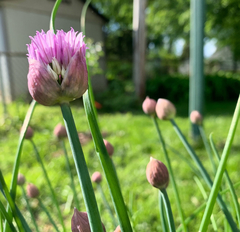 Allium schoenoprasum