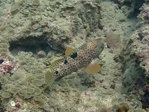 Threespot grouper (Epinephelus trimaculatus) — Serranidae — 5