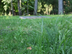 Bromus riparius