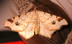 Macaria notata