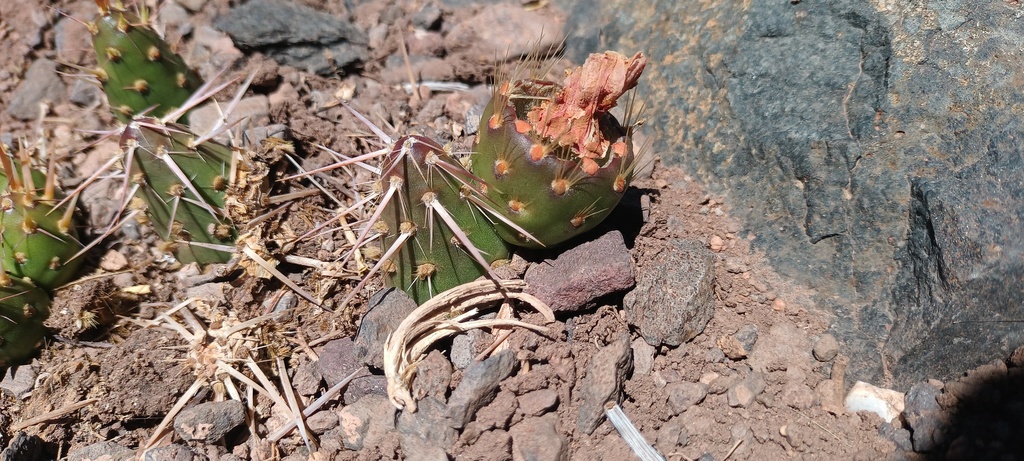 Maihueniopsis leoncito, Copiapo, Atacama, Chile