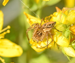 Oxyopes heterophthalmus