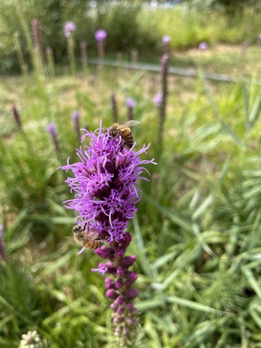 Western Honey Bee