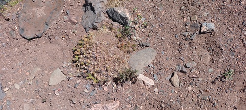 Maihueniopsis leoncito