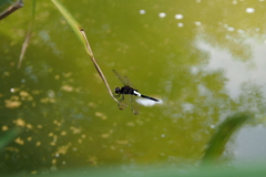 Pseudothemis zonata