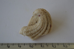 Arcinella
