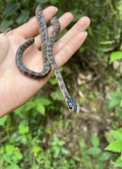 Xiaoheishan Slug-Eater Snake photo 1