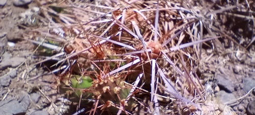 Maihueniopsis leoncito