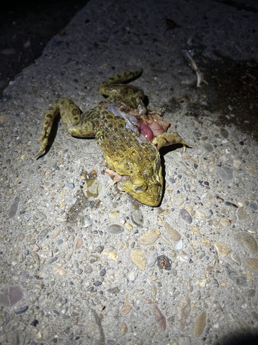 East Asian Bullfrog