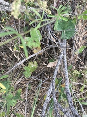 Sidalcea sparsifolia