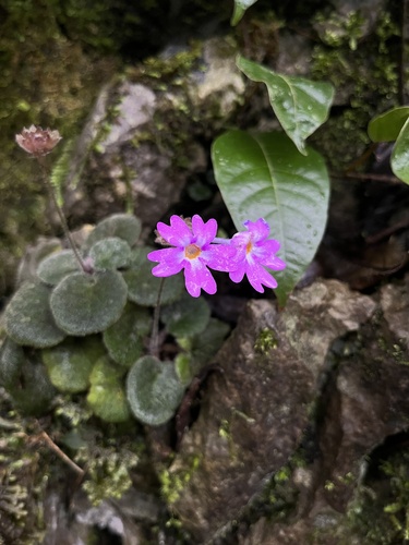 Primula calyptrata