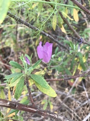 Sidalcea sparsifolia