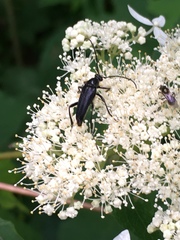 Typocerus lugubris