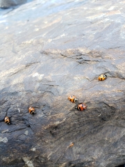 Hippodamia quinquesignata