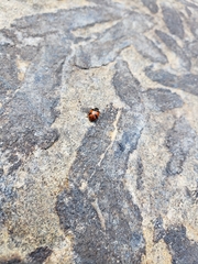 Hippodamia quinquesignata