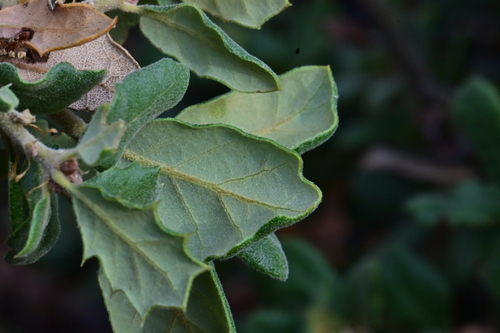 Leather Oak foliage