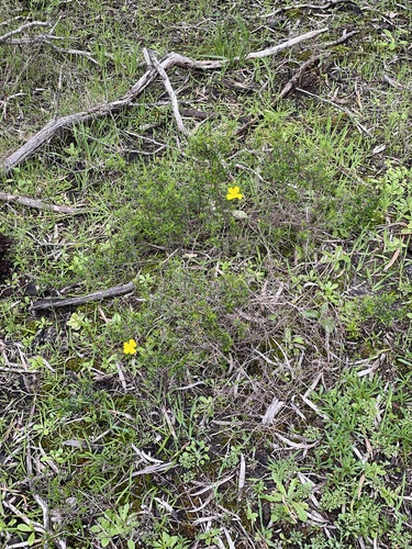 Image of Hibbertia hypericoides by (c) Khands, some rights reserved (CC BY)