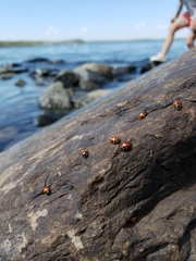 Hippodamia quinquesignata