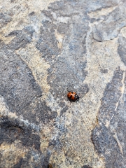 Hippodamia quinquesignata