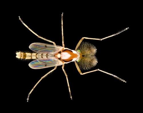 Coelotanypus concinnus (Coquillett, 1895)