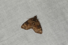 Chrysolarentia pantoea