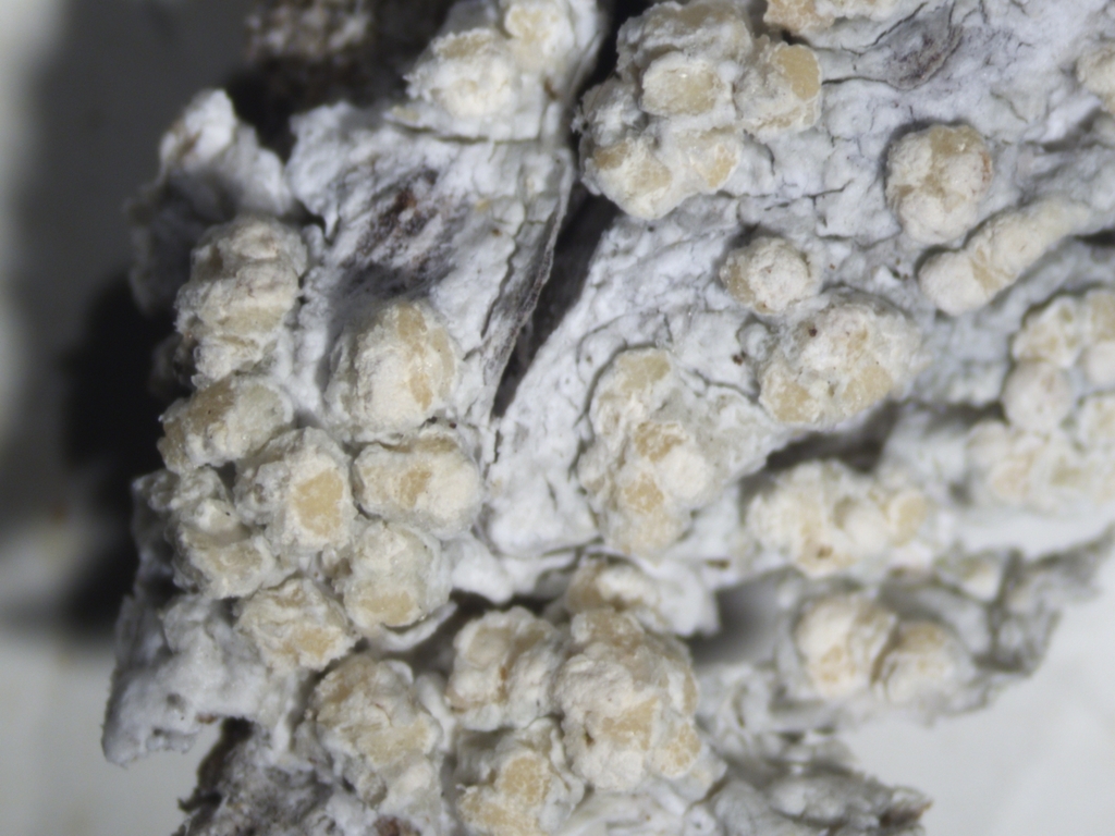 Varicellaria rhodocarpa
