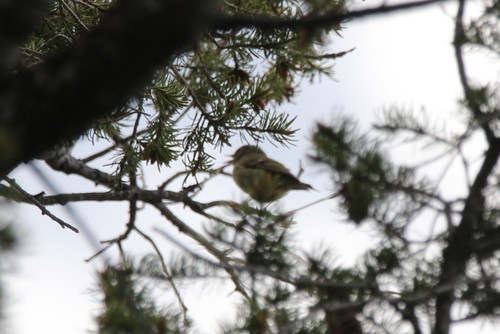 Ruby-crowned Kinglet photographed in Wyoming